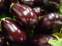 Aubergine