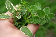 Plantes aromatiques (bouquet garni)