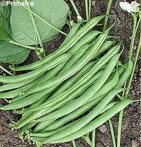 Haricots verts