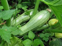 Courgettes